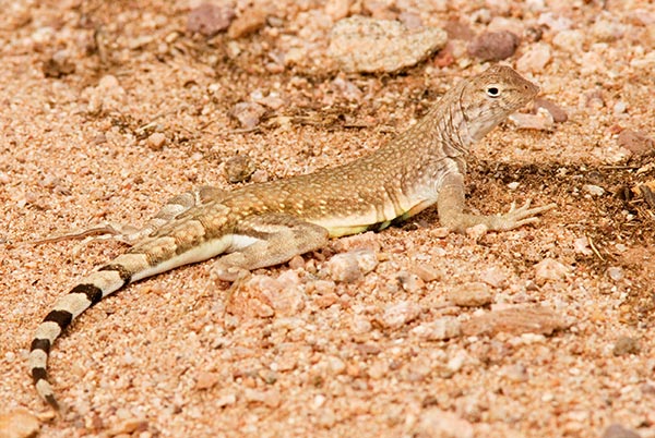 Zebra-tailed Lizard Callisaurus draconoides