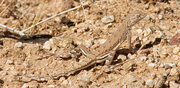 Zebra-tailed Lizard Callisaurus draconoides