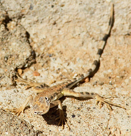 Zebra-tailed Lizard Callisaurus draconoides