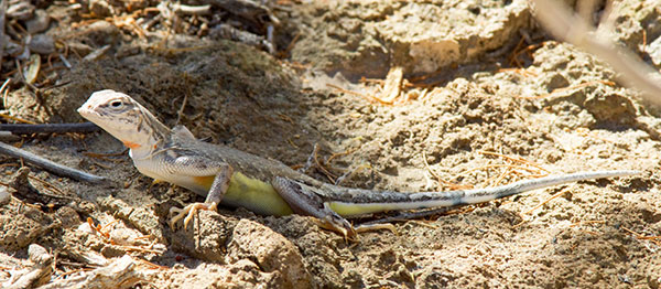 Zebra-tailed Lizard Callisaurus draconoides