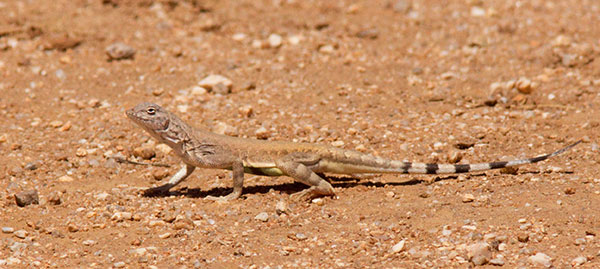 Zebra-tailed Lizard Callisaurus draconoides