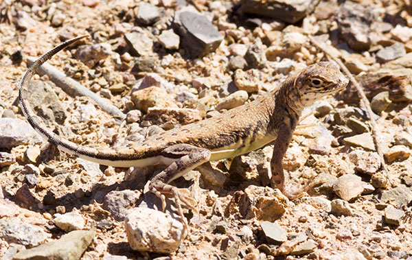 Zebra-tailed Lizard Callisaurus draconoides