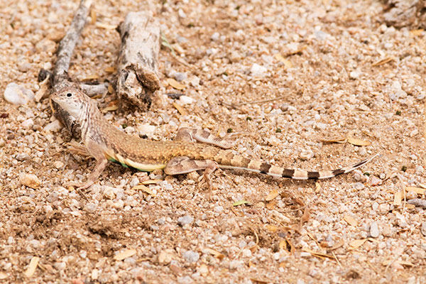 Zebra-tailed Lizard Callisaurus draconoides