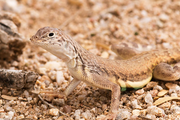 Zebra-tailed Lizard Callisaurus draconoides