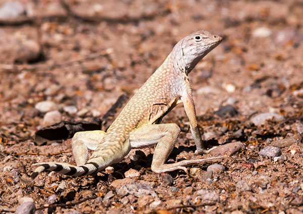 Zebra-tailed Lizard Callisaurus draconoides