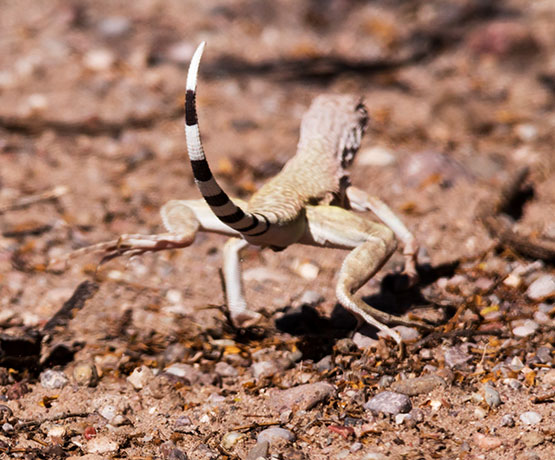 Zebra-tailed Lizard Callisaurus draconoides