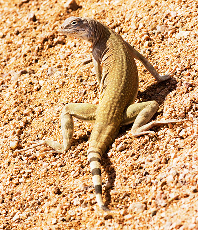 Zebra-tailed Lizard Callisaurus draconoides