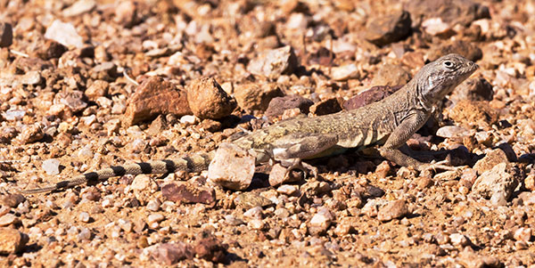 Zebra-tailed Lizard Callisaurus draconoides