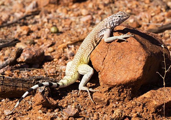 Zebra-tailed Lizard Callisaurus draconoides