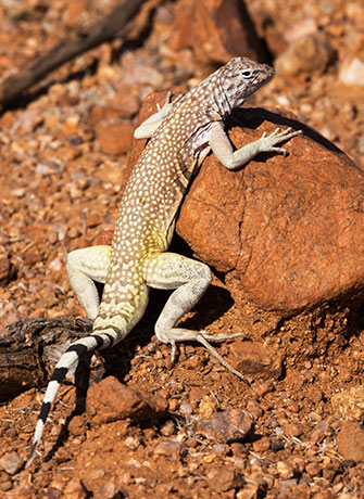Zebra-tailed Lizard Callisaurus draconoides