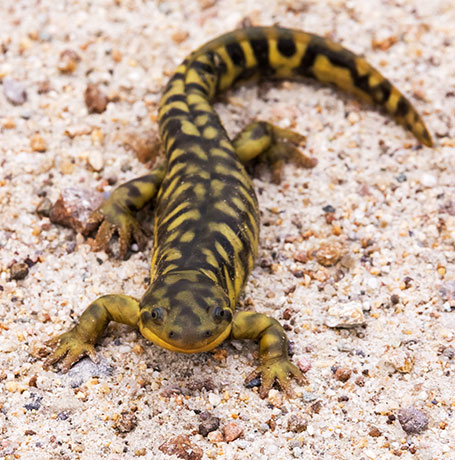 Barred Tiger Salamander Ambystoma tigrinum 