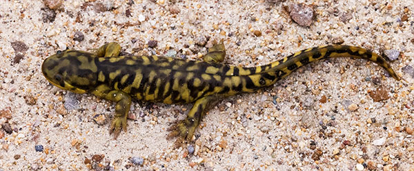 Barred Tiger Salamander Ambystoma tigrinum 