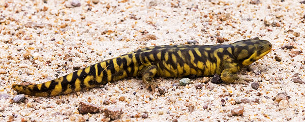 Barred Tiger Salamander Ambystoma tigrinum 