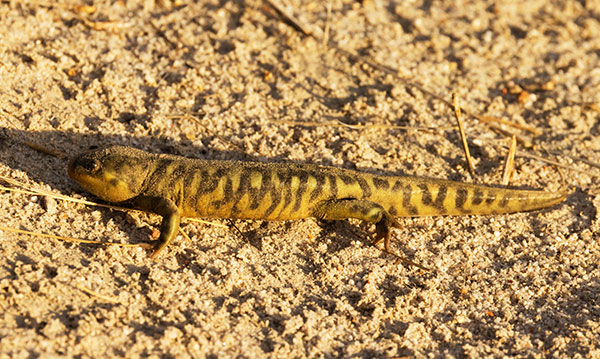Barred Tiger Salamander Ambystoma tigrinum 