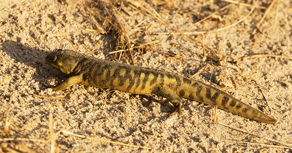 Barred Tiger Salamander Ambystoma tigrinum 