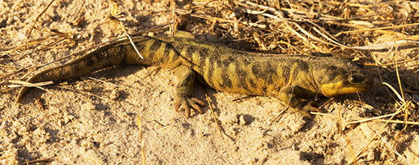 Barred Tiger Salamander Ambystoma tigrinum 