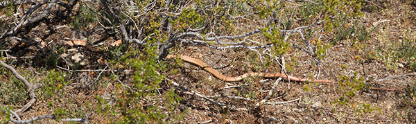 Coachwhip Coluber flagellum Masticophis flagellum snake