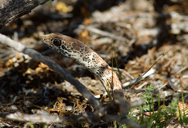 Coachwhip Coluber flagellum Masticophis flagellum snake