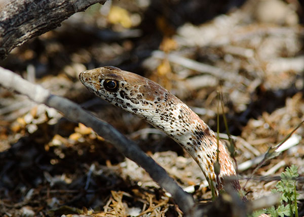 Coachwhip Coluber flagellum Masticophis flagellum snake