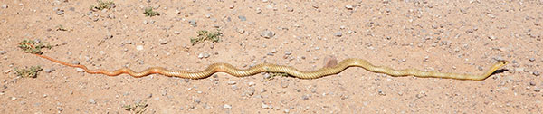 Coachwhip Coluber flagellum Masticophis flagellum snake
