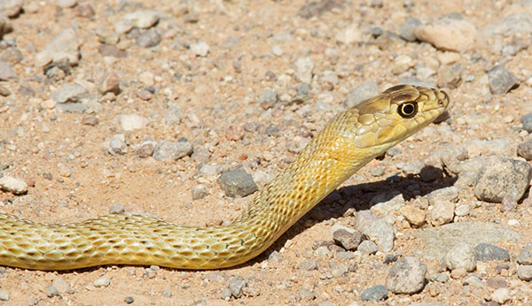 Coachwhip Coluber flagellum Masticophis flagellum snake