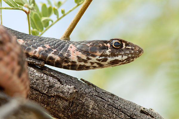 Coachwhip Coluber flagellum Masticophis flagellum snake