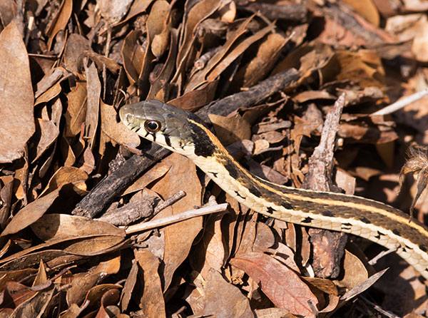 Black-necked Gartersnake Thamnophis cyrtopsis Garter Snake