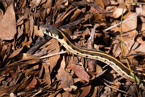 Black-necked Gartersnake Thamnophis cyrtopsis Garter Snake