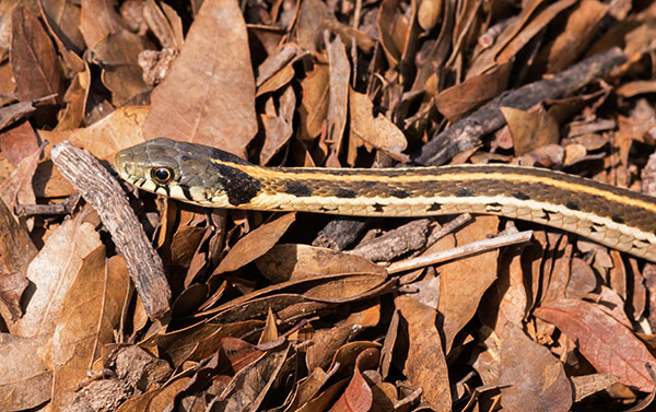 Black-necked Gartersnake Thamnophis cyrtopsis Garter Snake