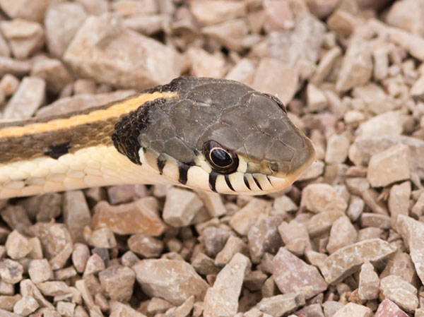 Black-necked Gartersnake Thamnophis cyrtopsis Garter Snake