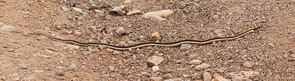 Black-necked Gartersnake Thamnophis cyrtopsis Garter Snake