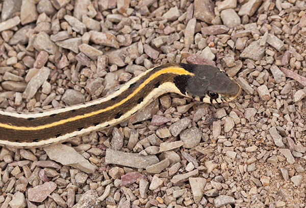 Black-necked Gartersnake Thamnophis cyrtopsis Garter Snake