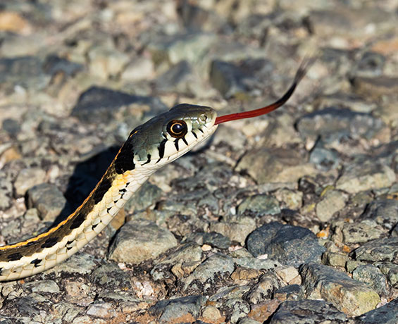 Black-necked Gartersnake Thamnophis cyrtopsis Garter Snake