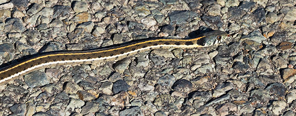 Black-necked Gartersnake Thamnophis cyrtopsis Garter Snake