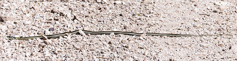 Black-necked Gartersnake Thamnophis cyrtopsis Garter Snake