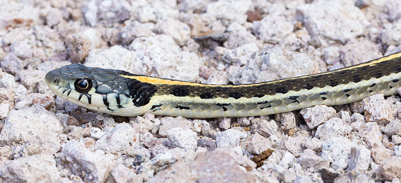 Black-necked Gartersnake Thamnophis cyrtopsis Garter Snake