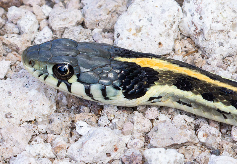 Black-necked Gartersnake Thamnophis cyrtopsis Garter Snake