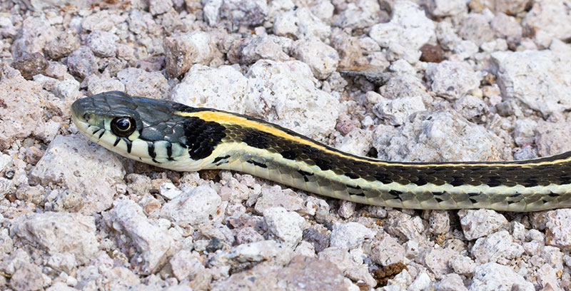 Black-necked Gartersnake Thamnophis cyrtopsis Garter Snake