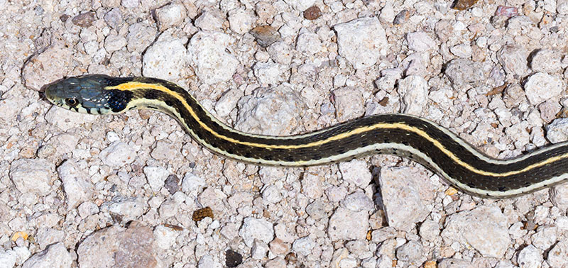 Black-necked Gartersnake Thamnophis cyrtopsis Garter Snake