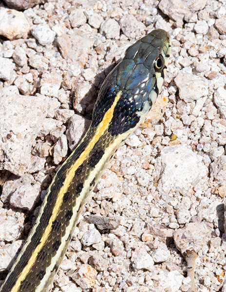 Black-necked Gartersnake Thamnophis cyrtopsis Garter Snake