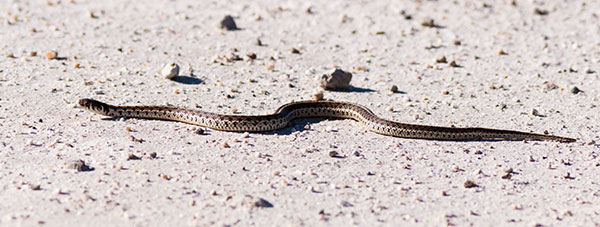 Checkered Gartersnakes Thamnophis marcianus Garter Snake