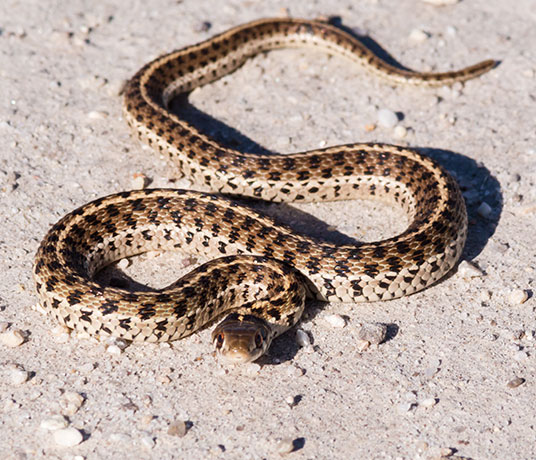 Checkered Gartersnakes Thamnophis marcianus Garter Snake