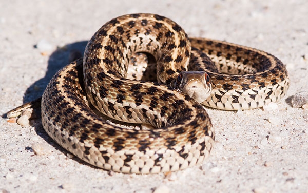 Checkered Gartersnakes Thamnophis marcianus Garter Snake