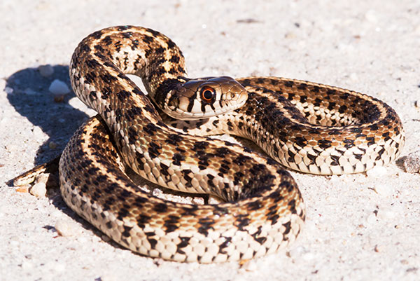 Checkered Gartersnakes Thamnophis marcianus Garter Snake