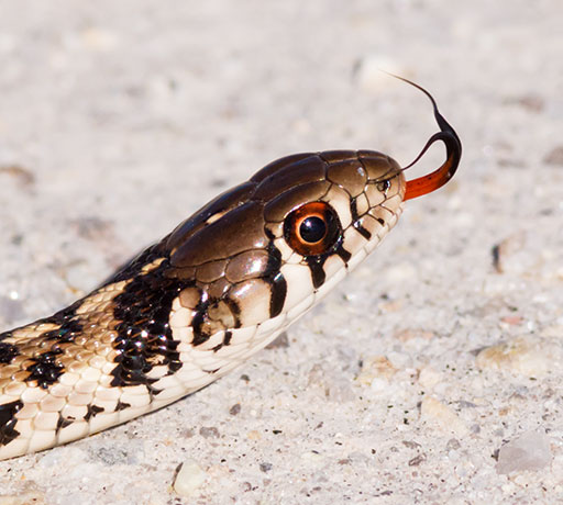Checkered Gartersnakes Thamnophis marcianus Garter Snake