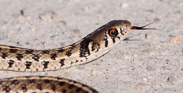Checkered Gartersnakes Thamnophis marcianus Garter Snake