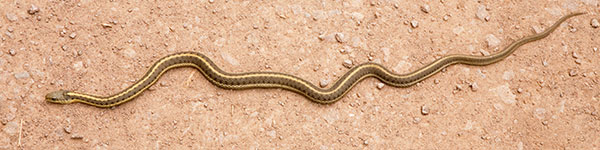 Terrestrial Gartersnake Thamnophis elegans Garter Snake