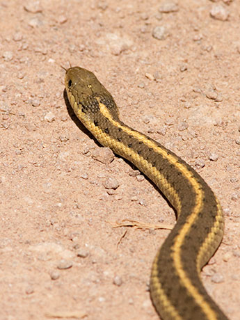Terrestrial Gartersnake Thamnophis elegans Garter Snake