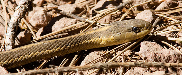 Terrestrial Gartersnake Thamnophis elegans Garter Snake