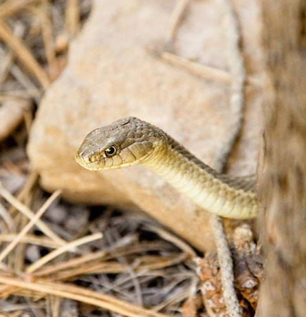 Terrestrial Gartersnake Thamnophis elegans Garter Snake
